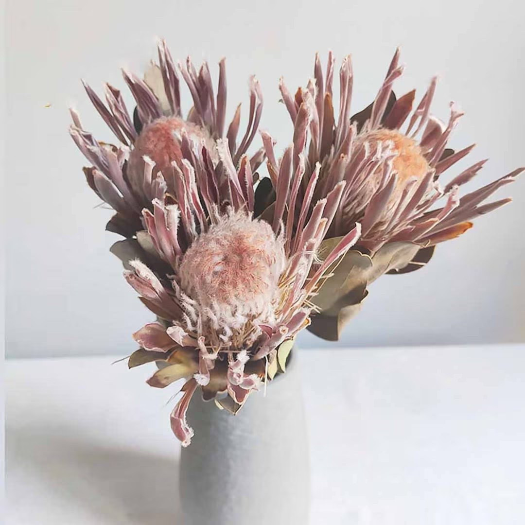 A stunning statement stem, this naturally dried protea brings bold texture and sculptural beauty to any space. Undyed and organically grown, each branch showcases the unique character of the protea—perfect for elevating a vase on its own or pairing with other dried florals for wedding bouquets and artistic arrangements. Subtle variations in color and form make every stem truly one of a kind.

#LTKhome #LTKwedding #EtsyFinds #DriedFlowers #Protea #Banksia #StatementFlorals #FloralDecor #NaturalDecor #WeddingFlowers

#LTKWedding #LTKHome #LTKSeasonal
