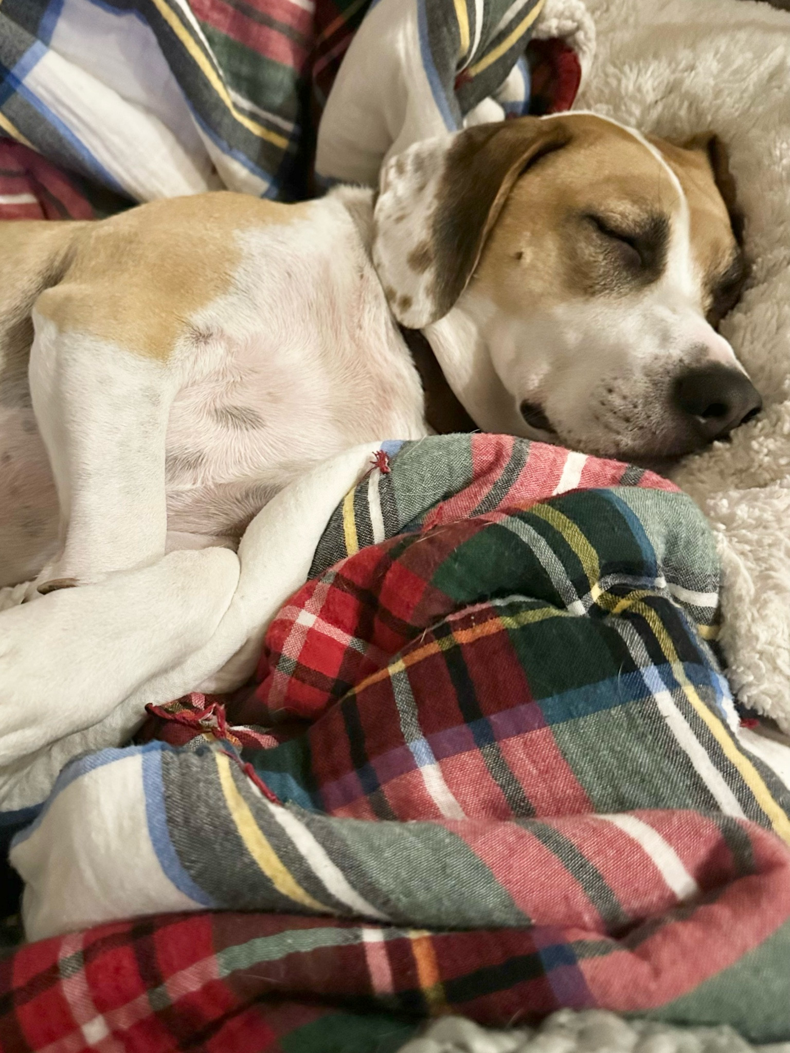 Blankets and throws!  You can never have too many and they are always a great gift! ✨

#LTKHome #LTKGiftGuide #LTKSaleAlert