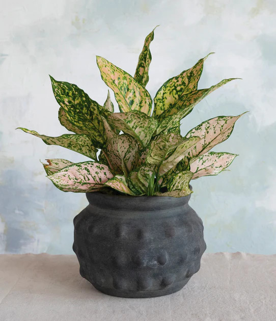 Odette Hobnail Pot, Distressed, 11 | Pepper + Vetiver