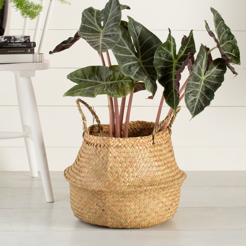 Seagrass Basket with Handles | Wayfair North America