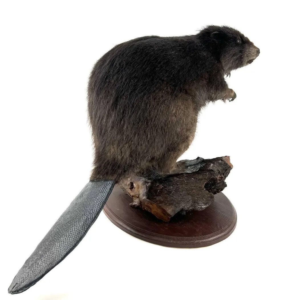 Stuffed Animal Beaver (genus Castor) Taxidermy Stand Mount. Home Decor Animal Beaver - Etsy | Etsy (US)