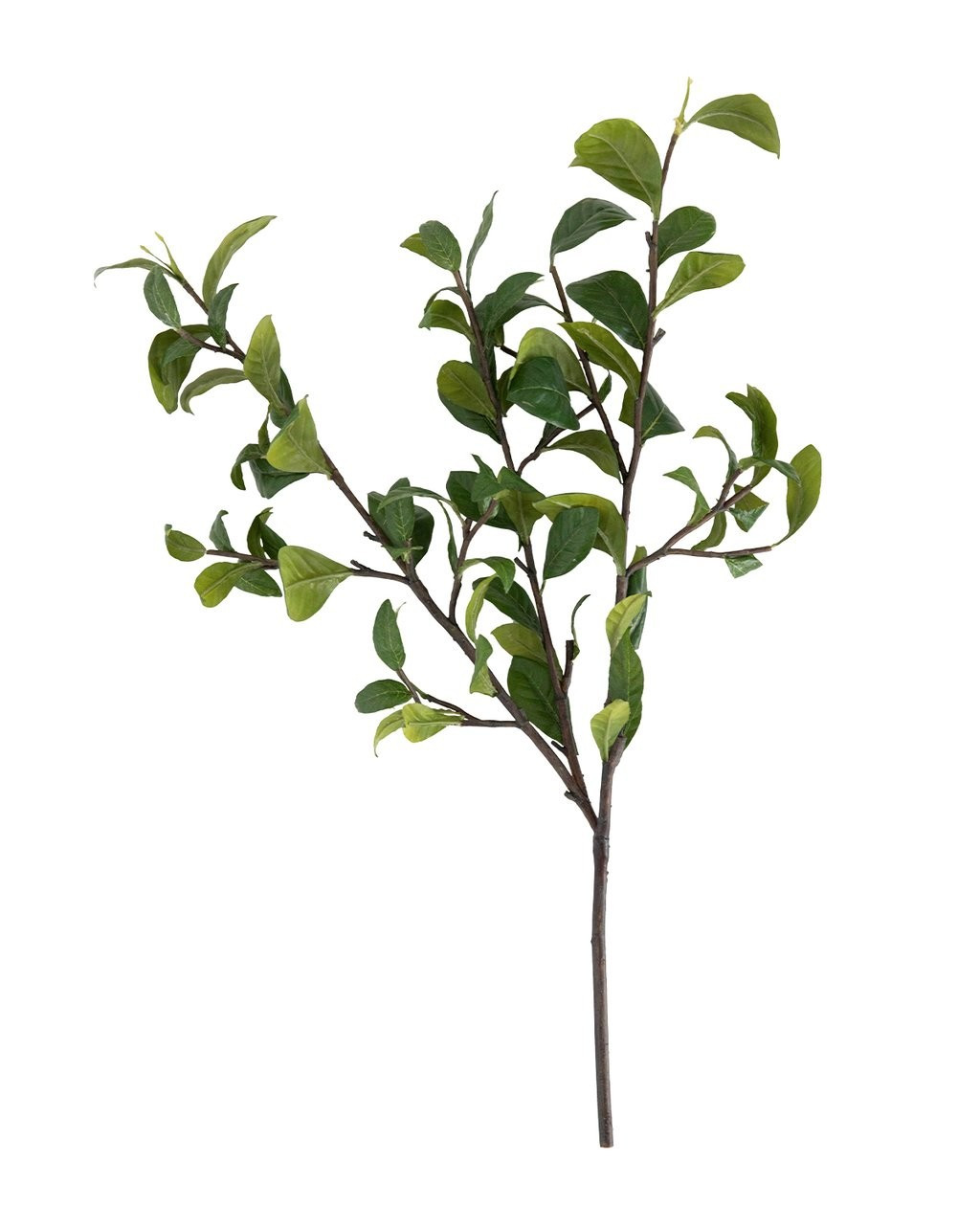 Gardenia Leaf Branch | McGee & Co.