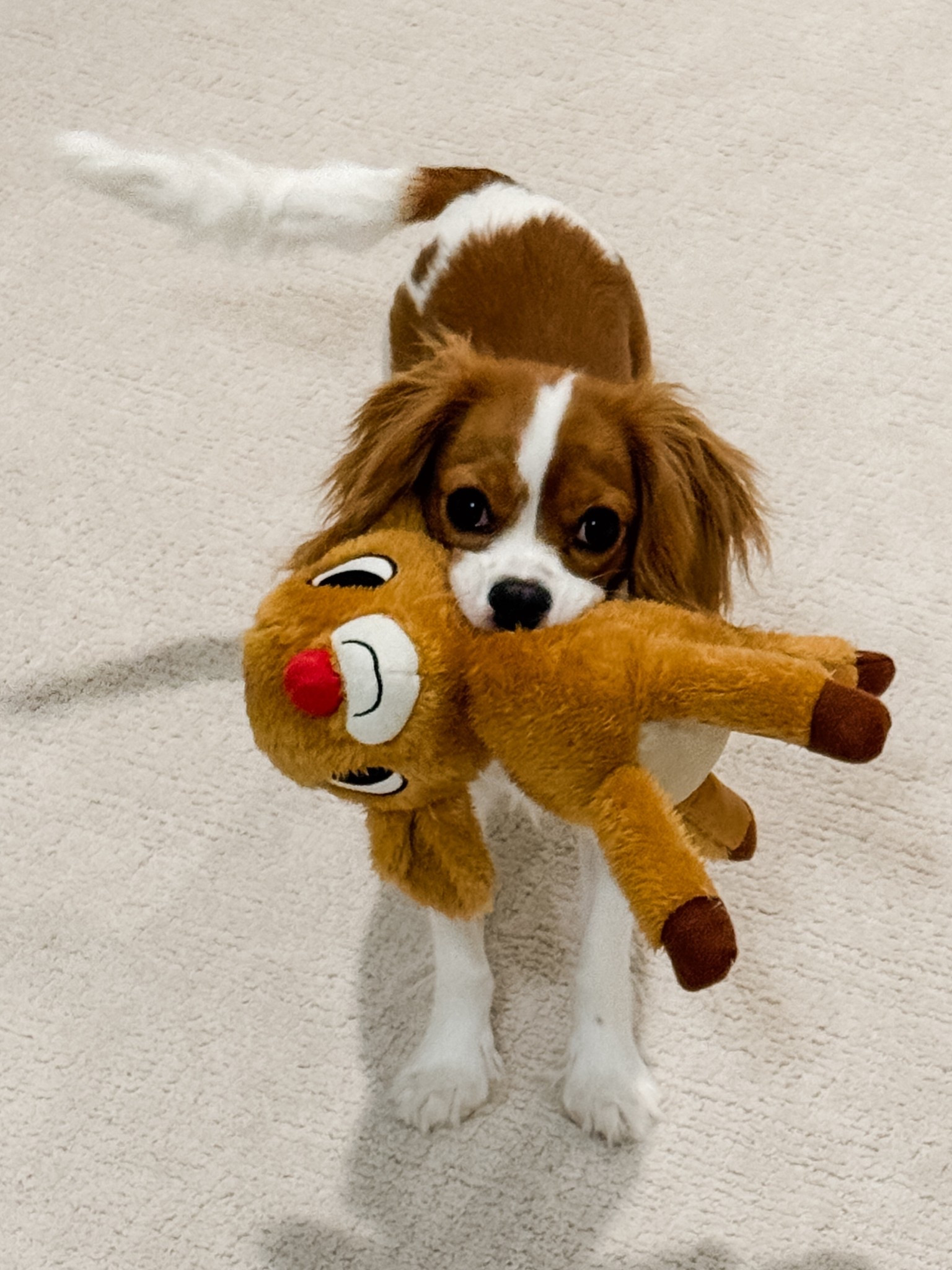 The cutest Christmas present or holiday toy for your dog ✨

#ltkpet  dog puppy 

#LTKHome #LTKHoliday #LTKGiftGuide