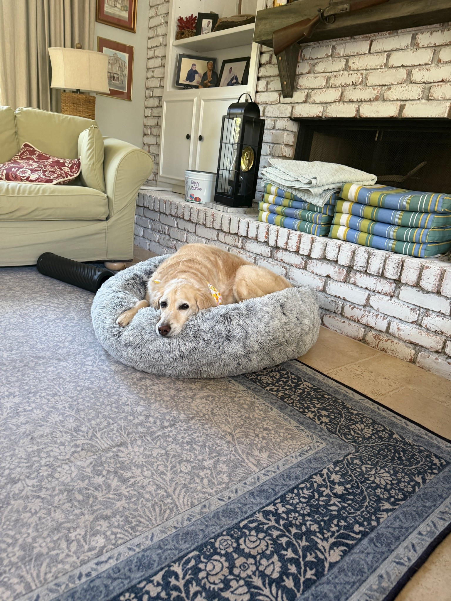 The best donut dog bed!

#LTKdayinmylife #LTKmorningroutine #LTKHome