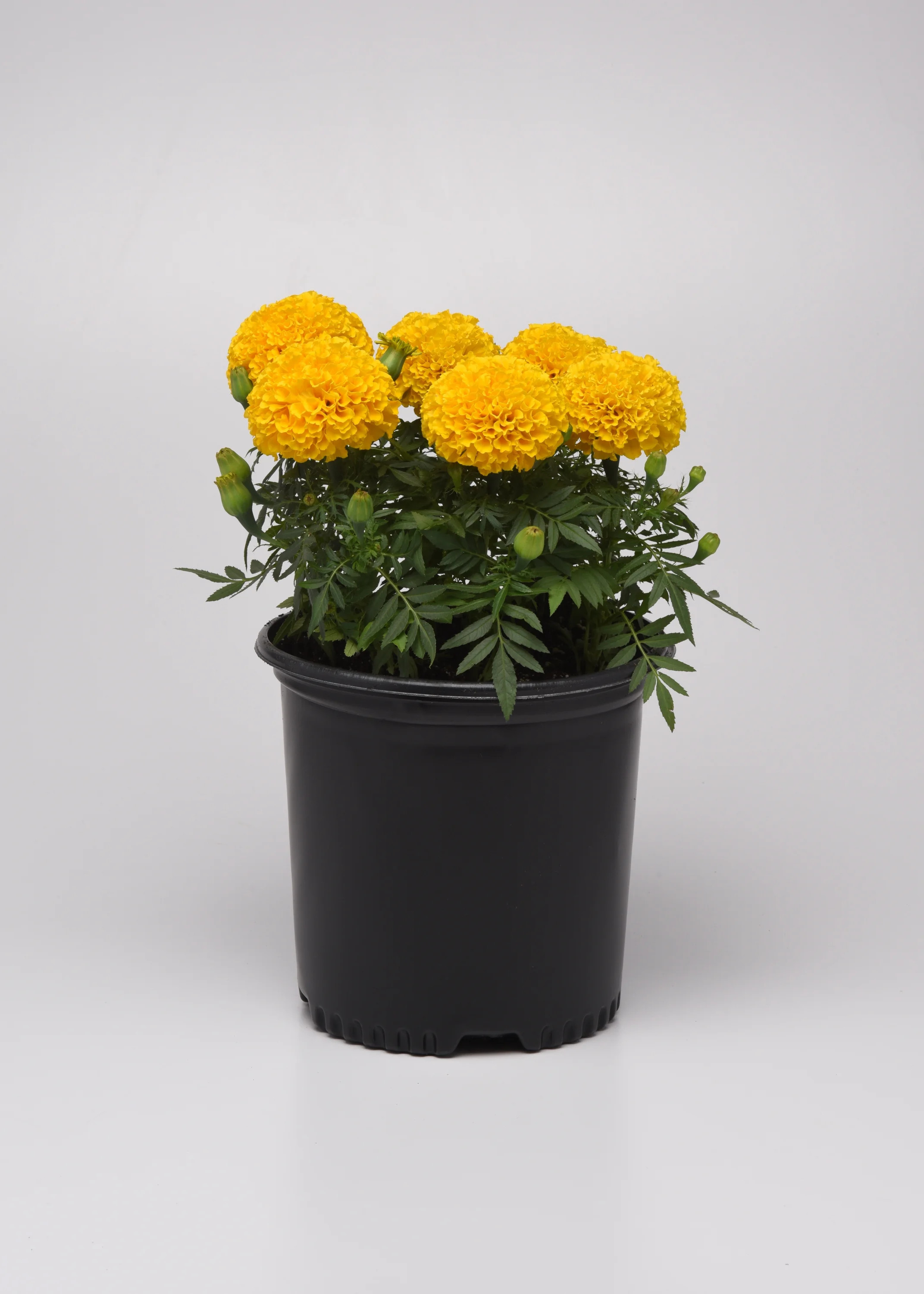 Expert Gardener 1.25QT French Marigold Yellow Annual Live Plant | Walmart (US)