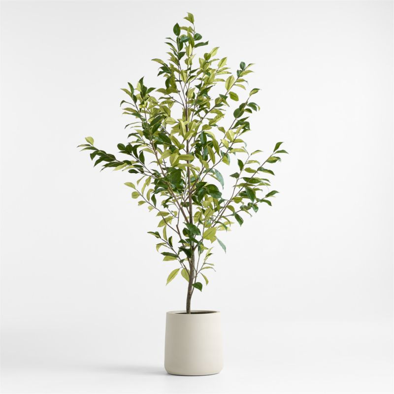Potted Faux Coffee Panax Tree 7' | Crate & Barrel | Crate & Barrel