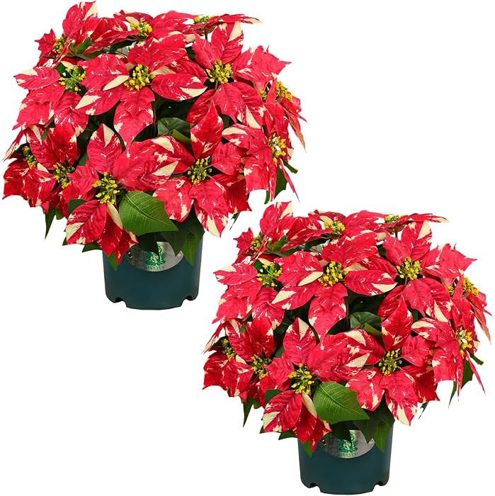 Artificial Geraniums Topiary - 21\u201d Silk Flowers Pre-Assembled Bouquet Potted Bushes for autu... | Amazon (US)