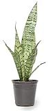 Live Snake Plant, Sansevieria Zeylanica, Indoor House Plant in Pot, Mother in Law Tongue Sansevieria | Amazon (US)