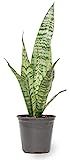 Live Snake Plant, Sansevieria Zeylanica, Indoor House Plant in Pot, Mother in Law Tongue Sansevieria | Amazon (US)