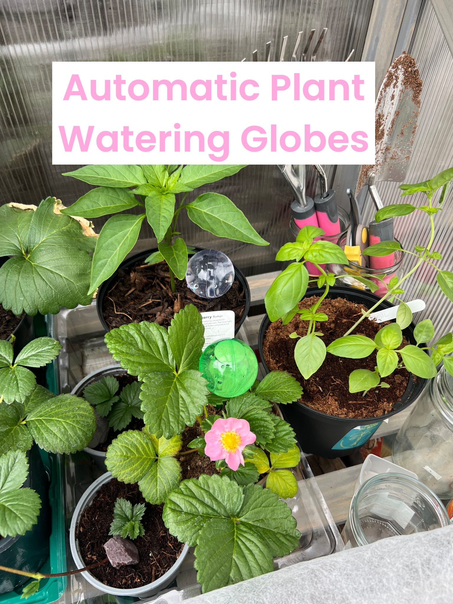 Got these to keep my plants watered while I’m away. A little tricky to fill but they didn’t empty out immediately when I inserted them 🤪 

Automatic plant watering globes, watering stakes, house plants, automatic watering, drip irrigation 

#LTKhome #LTKuk #LTKsummer