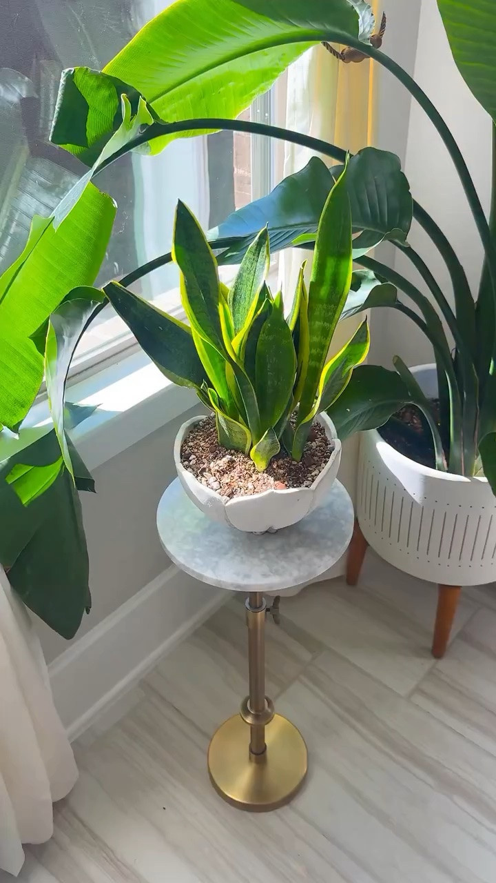 Comment SNAKE 🐍 if you’d like the links🌿

3 reasons I love snake plants:
• They purify the air and release oxygen at night—perfect for bedrooms 😴
• Super low maintenance (I water about once a month)
• They tolerate low light but grow even better with more light

I’m repotting this one into a chunky @solsoils succulent gritty mix to keep drainage on point and roots happy 🌱

Easy plant. Less stress. More green.

#snakeplant #houseplantcare #easyhouseplants #lowmaintenanceplants #indoorplants

snake plant care | easy houseplants | low light plants | beginner houseplants | bedroom plants
