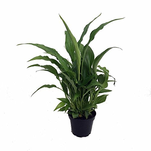 Peace Lily Plant - Spathyphyllium - Great House Plant - 4" Pot | Amazon (US)