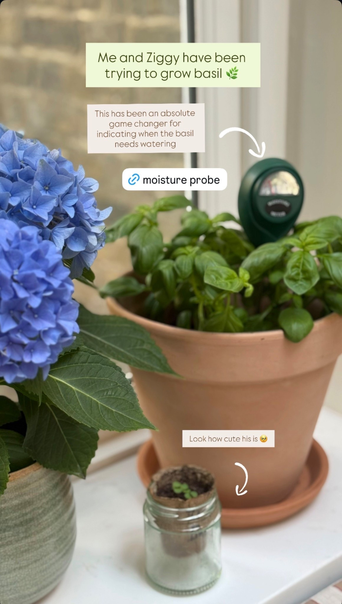Game changer for anyone trying to keep their plants alive 😅💚

#LTKhome #LTKeurope #LTKspring