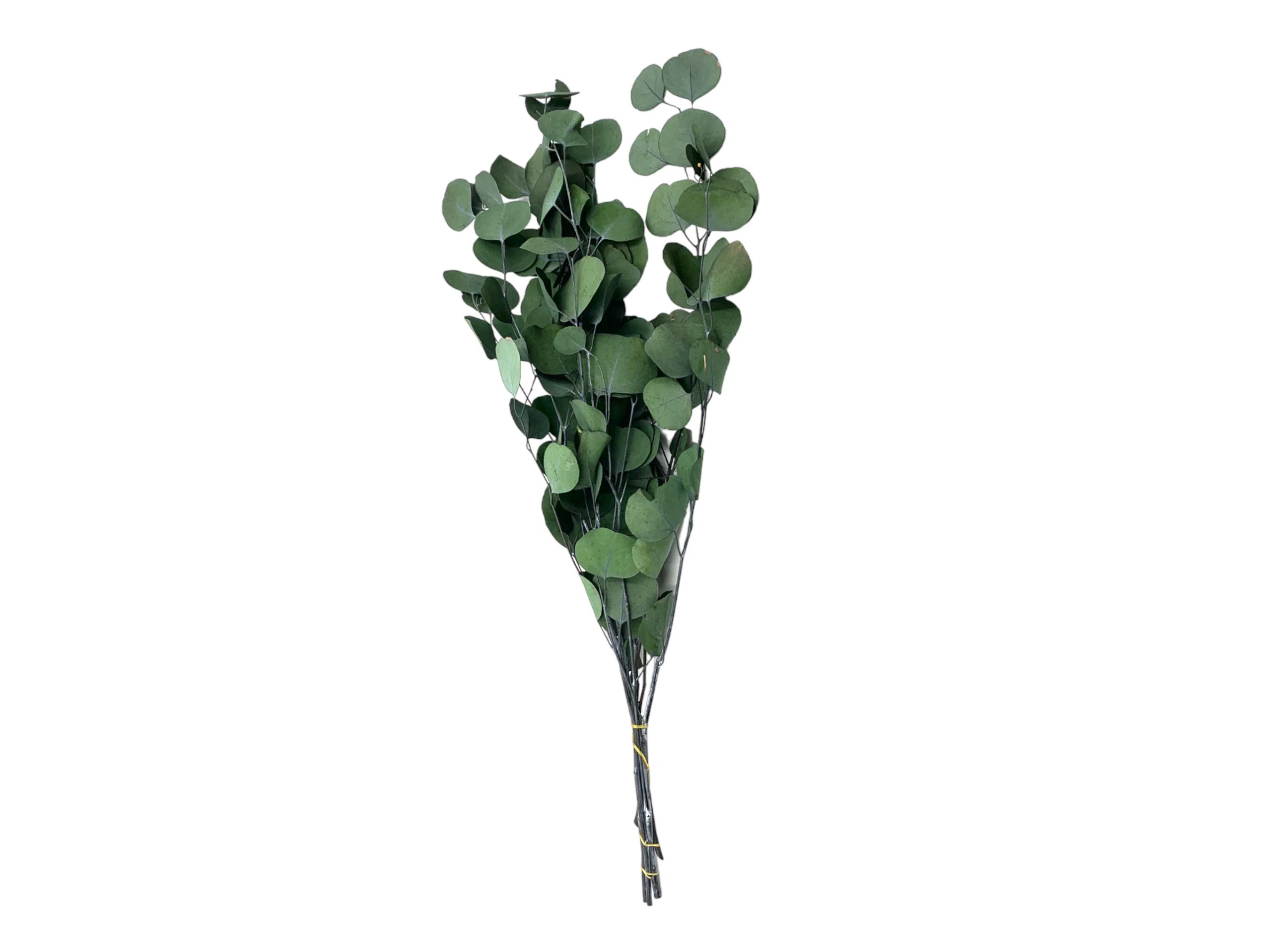 Primrue Dried Preserved Silver Dollar Eucalyptus Bouquets | Wayfair | Wayfair North America