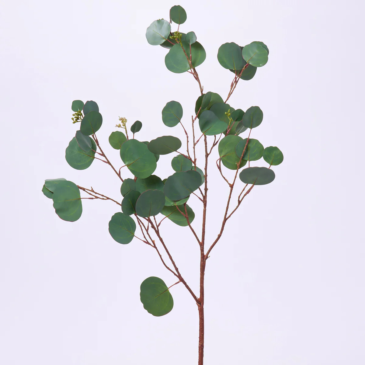 Real Touch Seeded Silver Dollar Eucalyptus Single Long Stem All Season Greenery - 42" | Darby Creek Trading