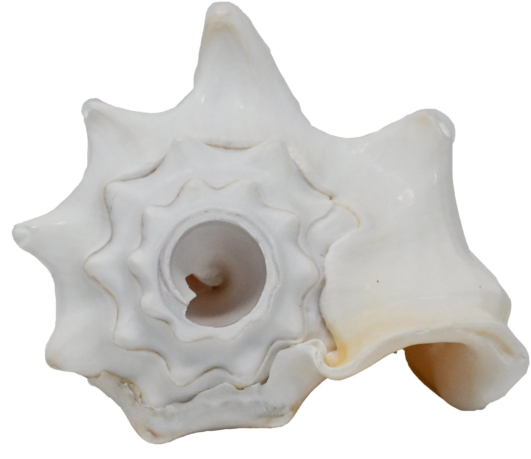 Small Bahama Conch Shell Horn (Milk Conch) - 5-6 inch | Amazon (US)