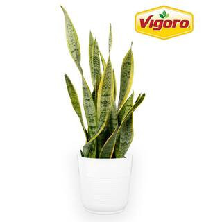 Grower's Choice Sansevieria Indoor Snake Plant in 10 in. Decor Pot, Average Shipping Height 1-2 ft. Tall | The Home Depot