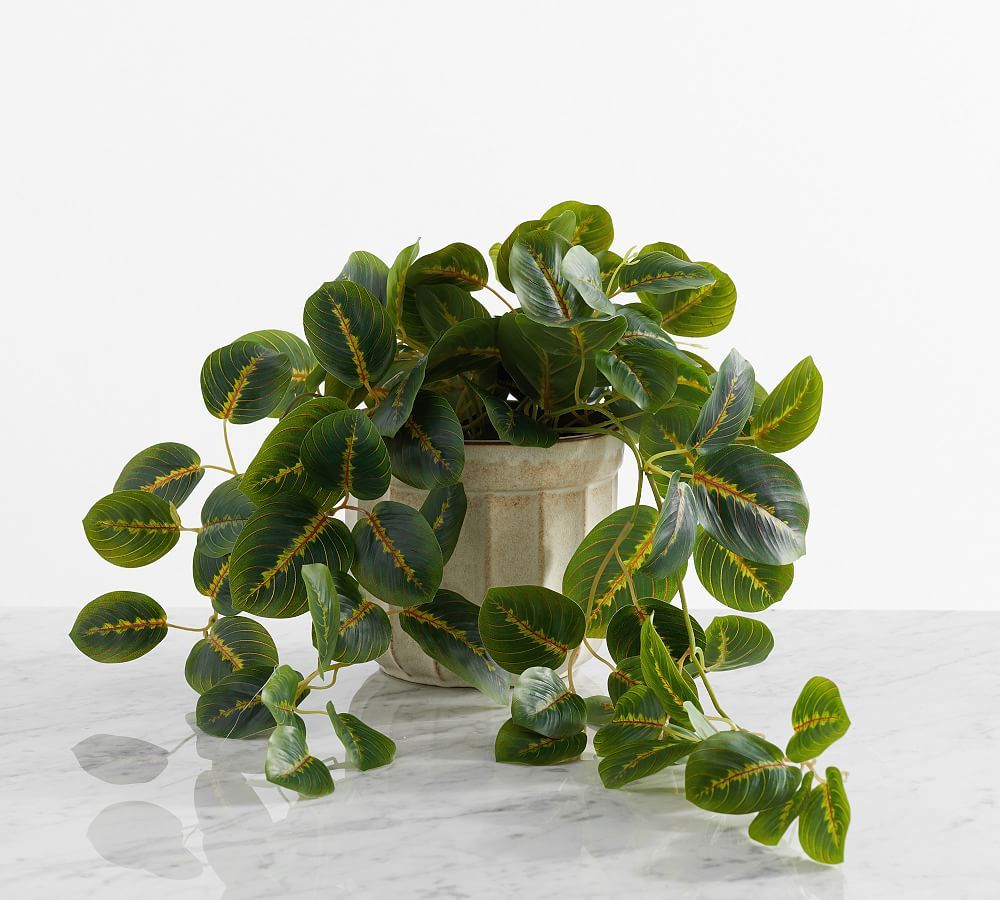 Faux Wandering Prayer Houseplant | Pottery Barn (US)