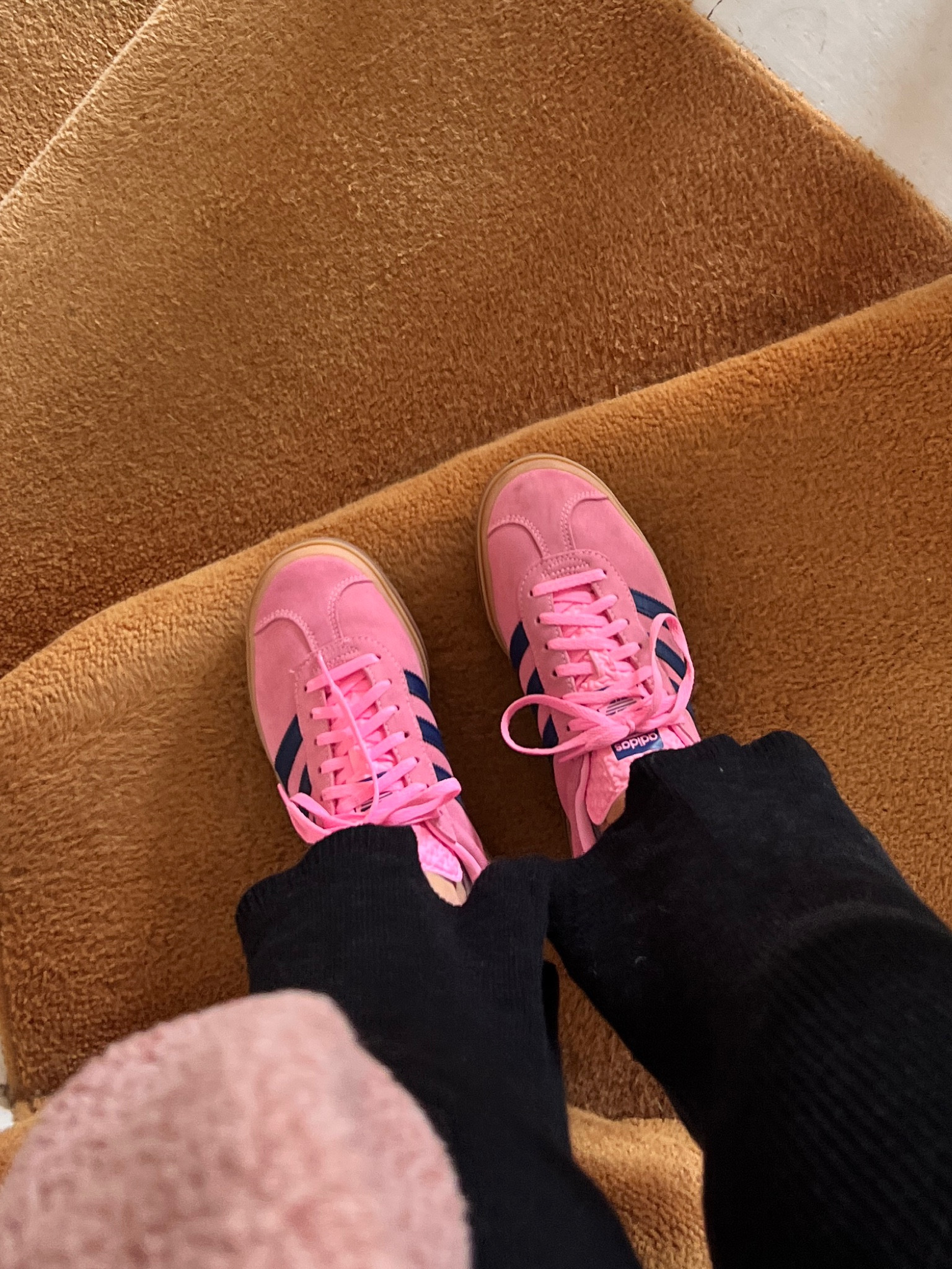comfy gazelle bold