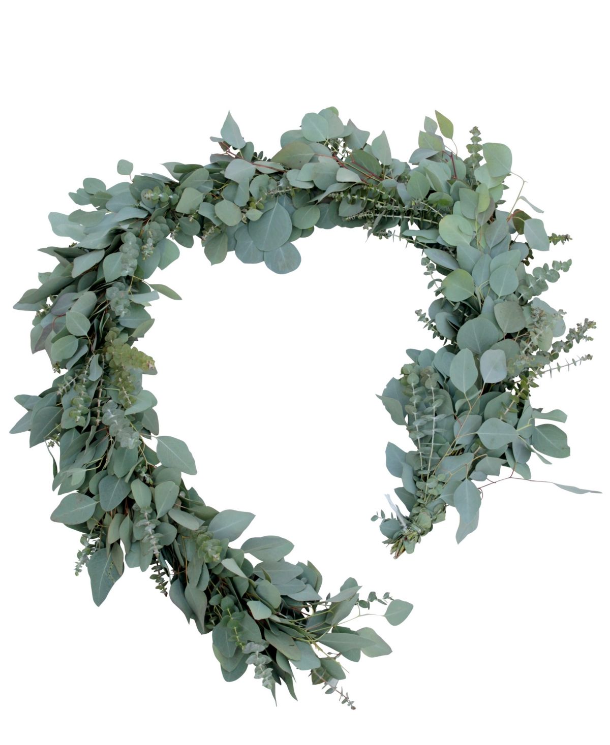 Magnolia Supply Co Fresh Baby Blue and Silver Dollar Eucalyptus Garland, 6' | Macys (US)