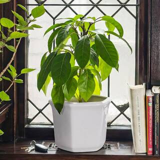 10 in. White Porcelain Flower Pot | The Home Depot