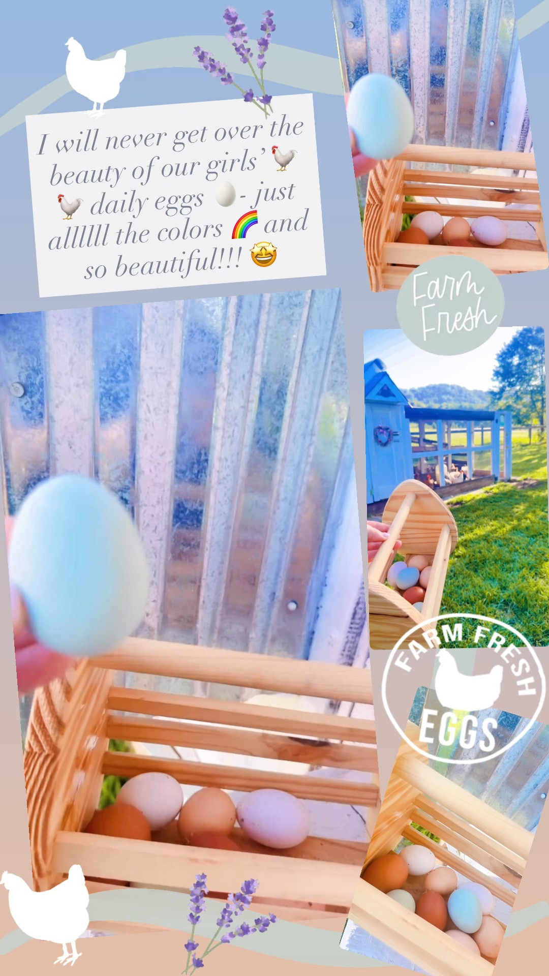I will never get over the beauty of our girls’ 🐓🐓 daily eggs 🥚- just allllll the colors 🌈 and so beautiful!!! 🤩