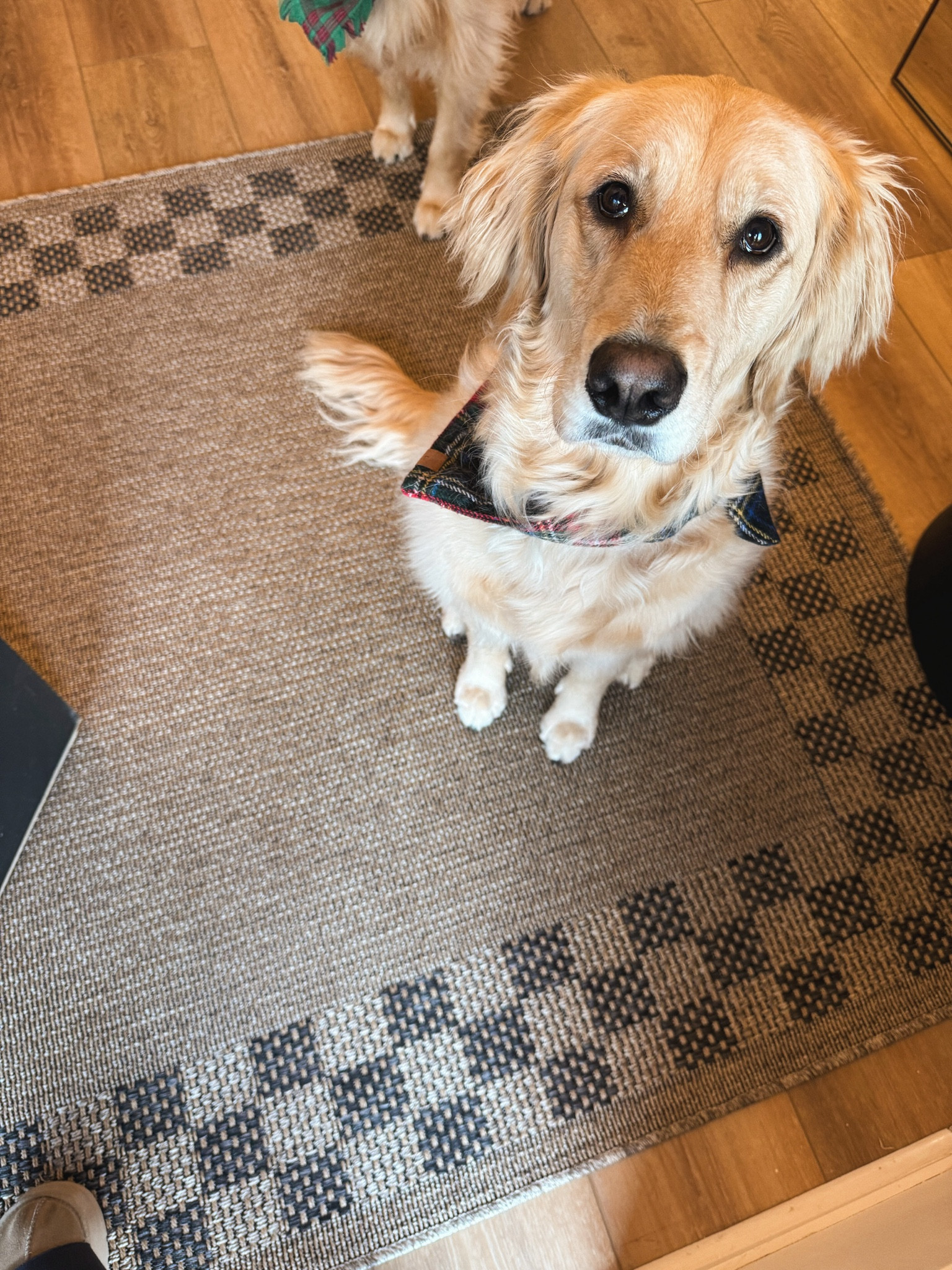 IN LOVE w/ this new front door rug 🖤▪️▫️y’all know I’m in love w/ checker print these days 🙈 this is the perfect fit for this space I’ve been trying to find for so long! I needed something that could handle high traffic and not be TOO neutral that it looks super dirty! 

This is the 5 x 7’7” rectangle size from @wayfair — indoor & outdoor! Also comes in a charcoal color as well! 😍 

#wayfair #wayfairpartner / area rugs / home decor / neutrals / cozy / Holley Gabrielle 

#LTKHome #LTKFindsUnder100 #LTKCyberWeek