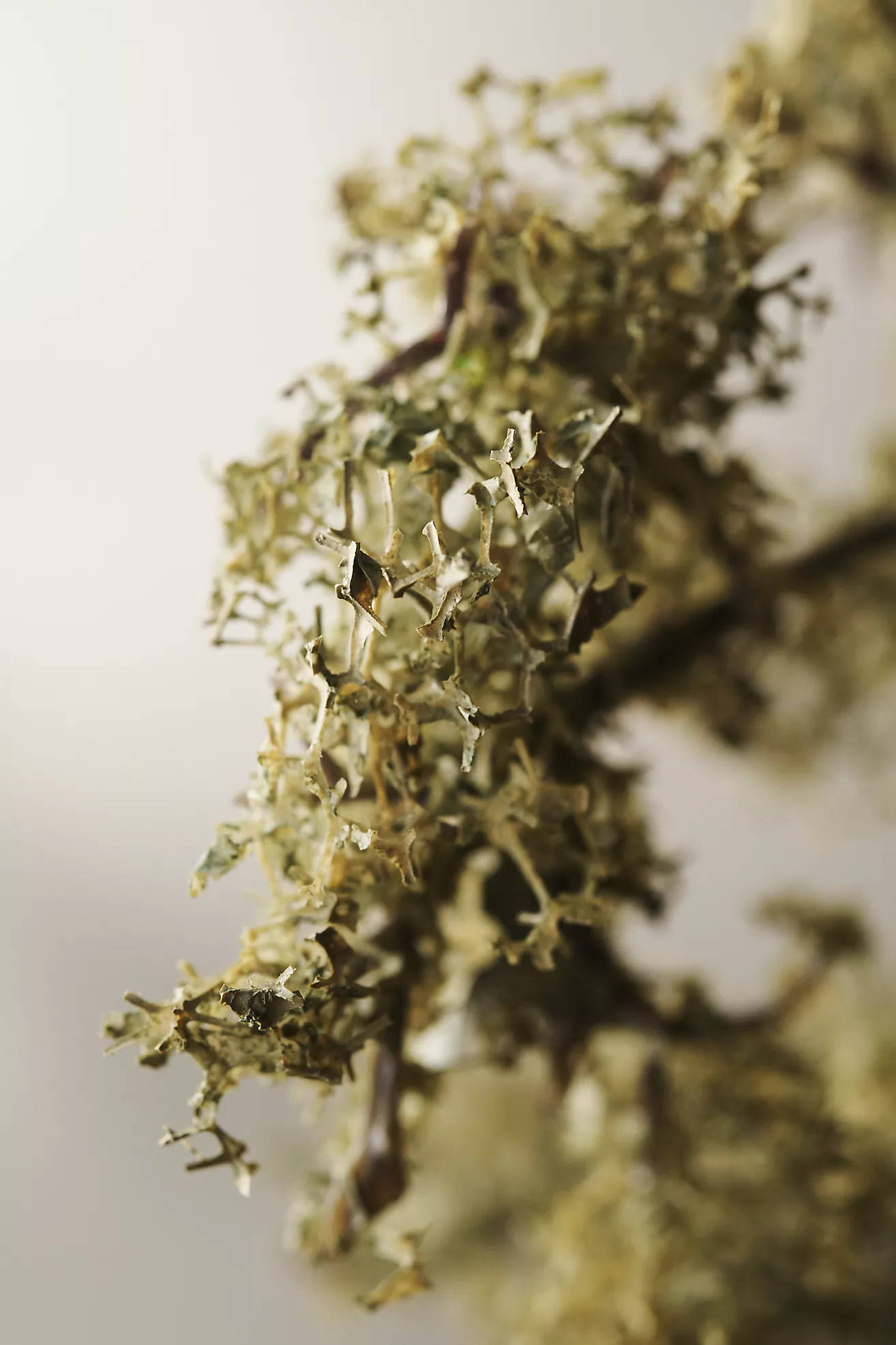 Faux Mossy Leaf Spray | Anthropologie (US)