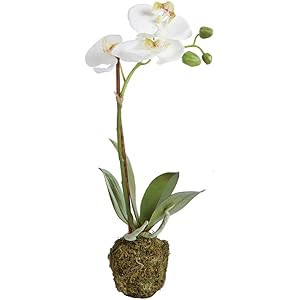 Napa CC 15" PHALAENOPSIS DROP-IN, 3x12x18 Inches | Amazon (US)