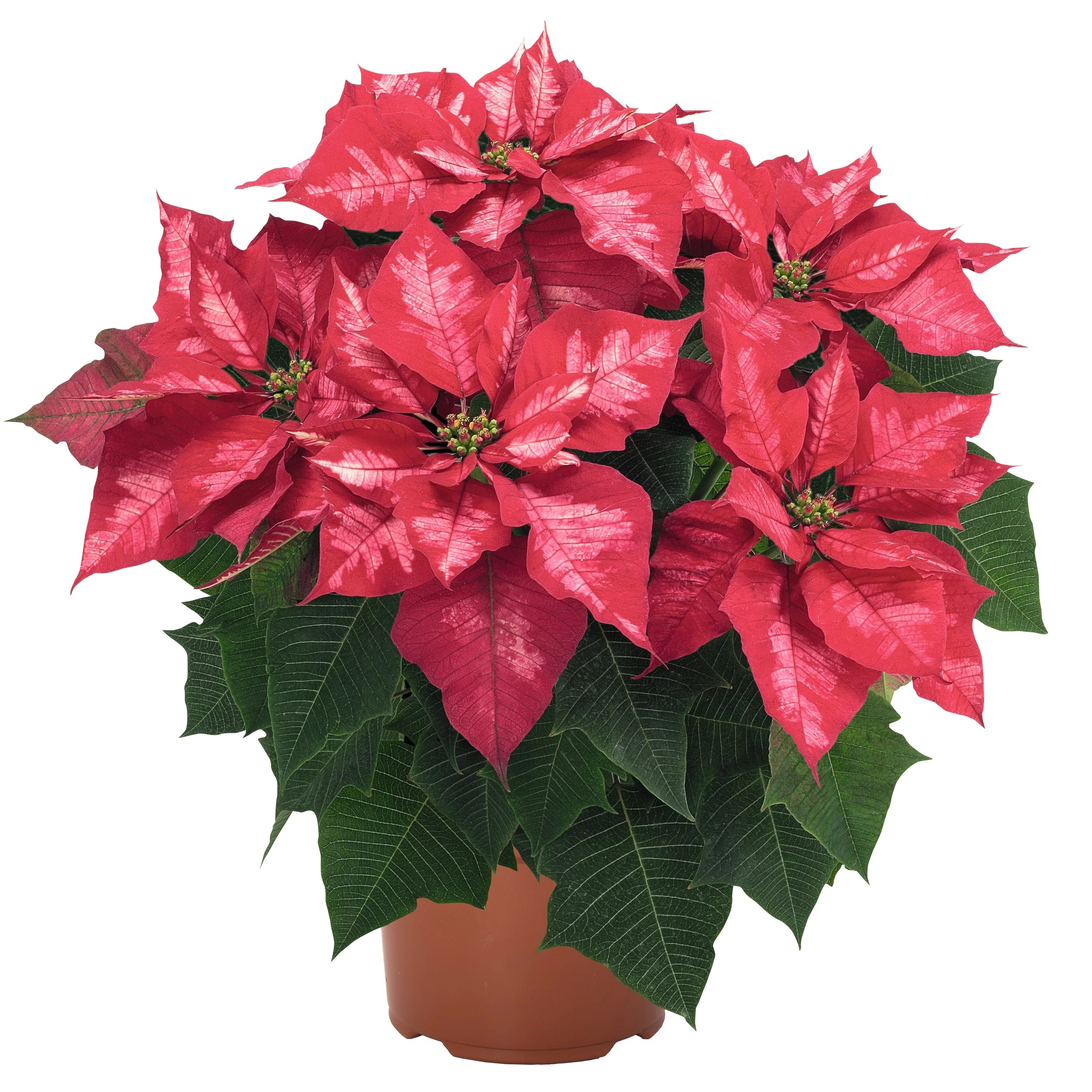 Expert Gardener - 3.8 Quart Poinsettia Multicolor - Indoor Live Plants - Christmas Decorating | Walmart (US)