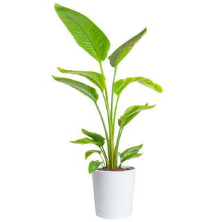 White Bird of Paradise Indoor Plant in 10 in. Decor Pot, Avg. Shipping Height 2-3 ft. Tall | The Home Depot