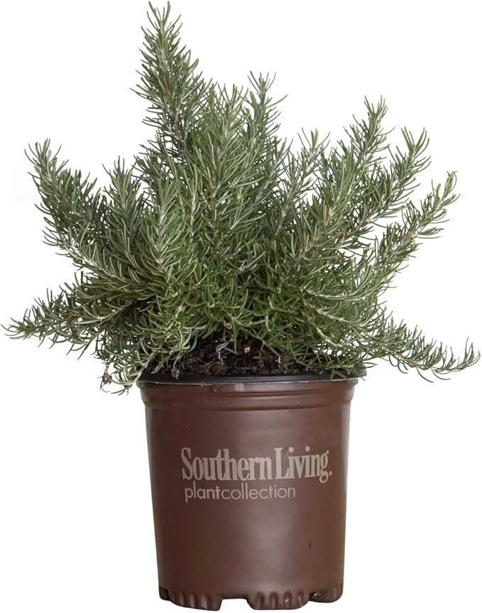 Chef's Choice Rosemary (2.5 Quart) Fragrant Evergreen Cooking Herb/Shrub - Full Sun Live Outdoor ... | Amazon (US)