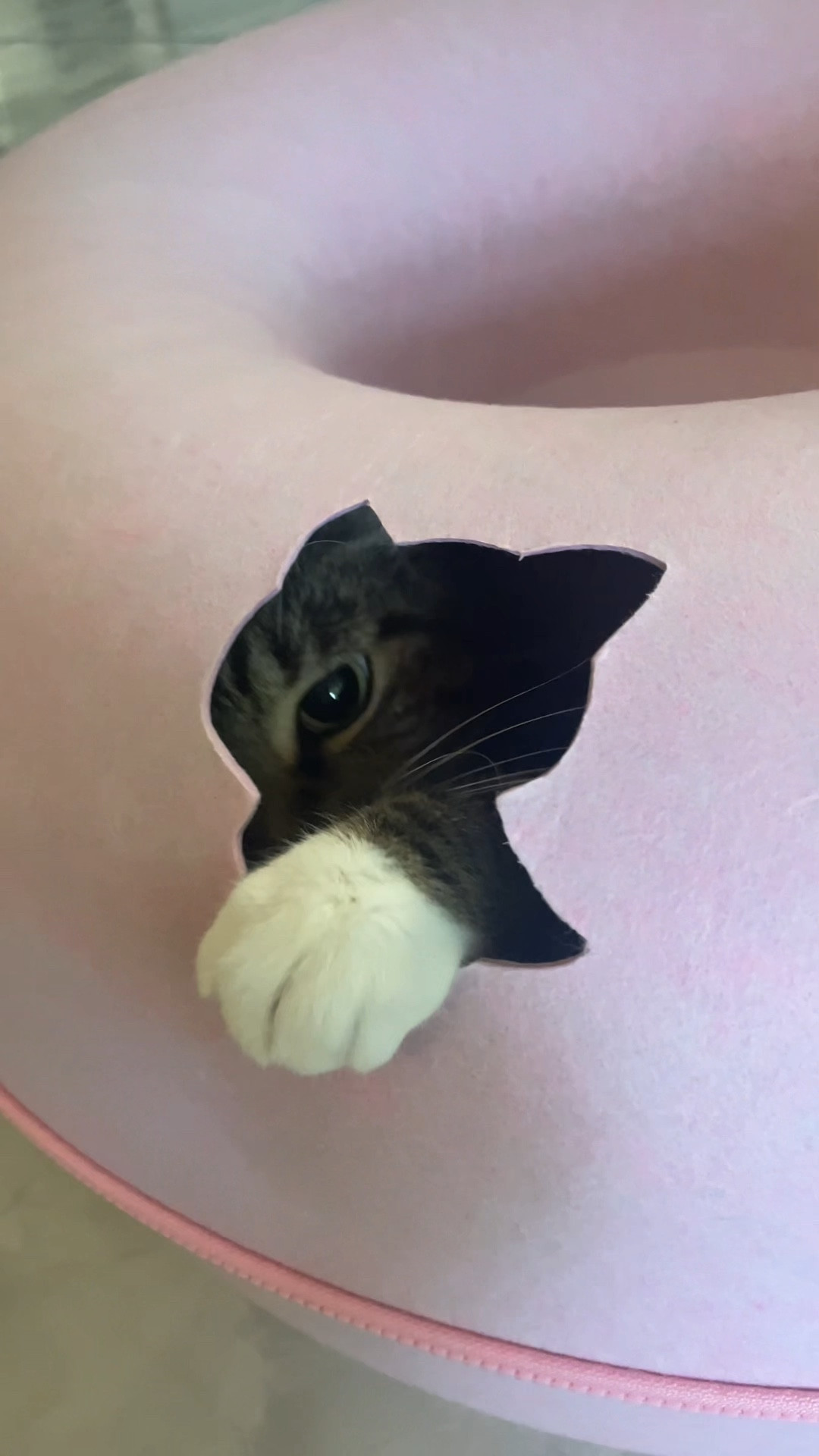 Chanel is loving this cat cave! Simple and easy with a zipper to attach and detach. Comes in multiple colors! 😺

cat finds, amazon pet finds, amazon cat finds, cat bed, donut bed, cat scratcher, cat supplies



#LTKFindsUnder100 #LTKVideo #LTKHome