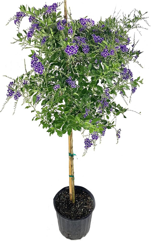 Sapphire Showers Duranta - Live Plant in a 10 Inch Pot - Duranta Erecta Sapphire Showers - Beauti... | Amazon (US)
