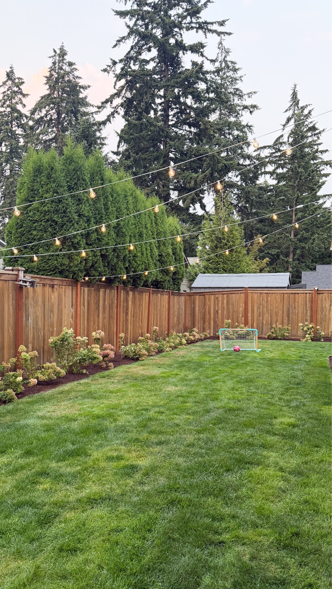 Outdoor String Lights! We went from 0 plants to this. I'm excited to see what this will look like in 3-5 years!

#LTKsummer #LTKhome