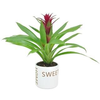 Costa Farms Bromeliad Plant Grower's Choice Colors in 4 in. Home Sweet Home Ceramic CO.BRO4GP.3.H... | The Home Depot