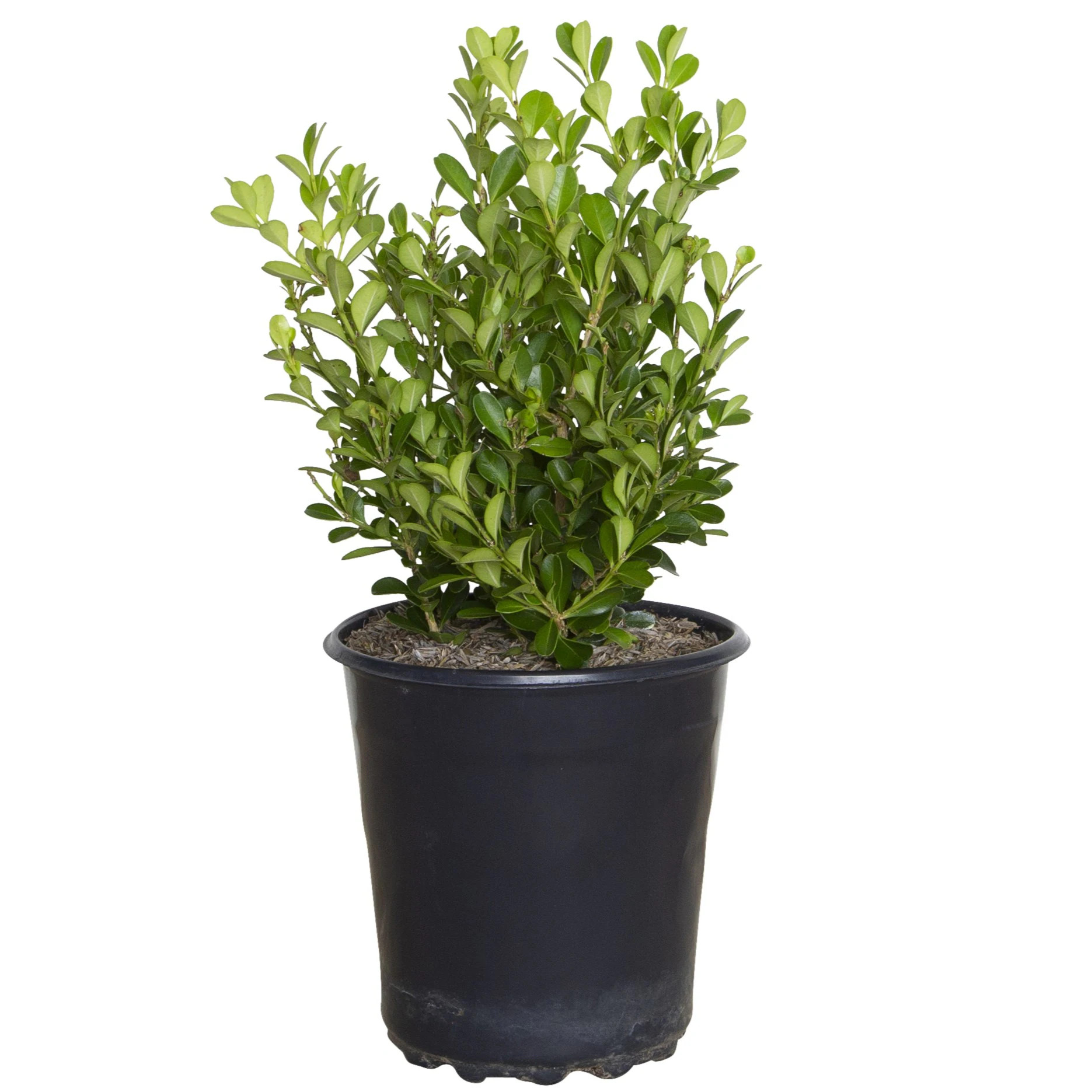 Flowerwood 2.5 -Quart Japanese Boxwood Foundation/Hedge Shrub 1 -Pack one_size | 0610Q-1 | Lowe's