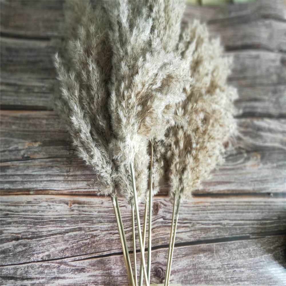 20 Pcs Dried Small Pampas Grass Decor Natural Raw colors Phragmites Real Wedding Flower Bunch - W... | Walmart (US)