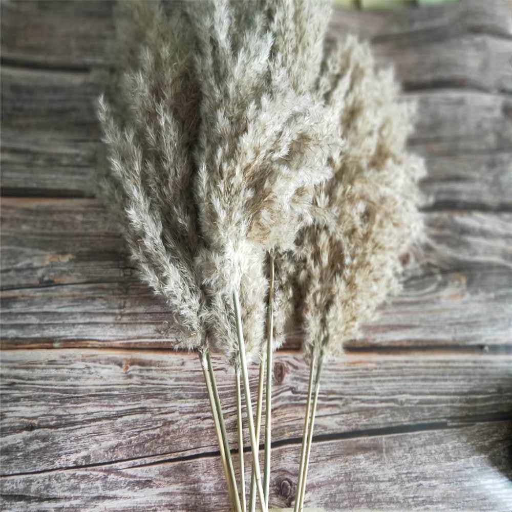 20 Pcs Dried Small Pampas Grass Decor Natural Phragmites Real Wedding Flower Bunch | Walmart (US)