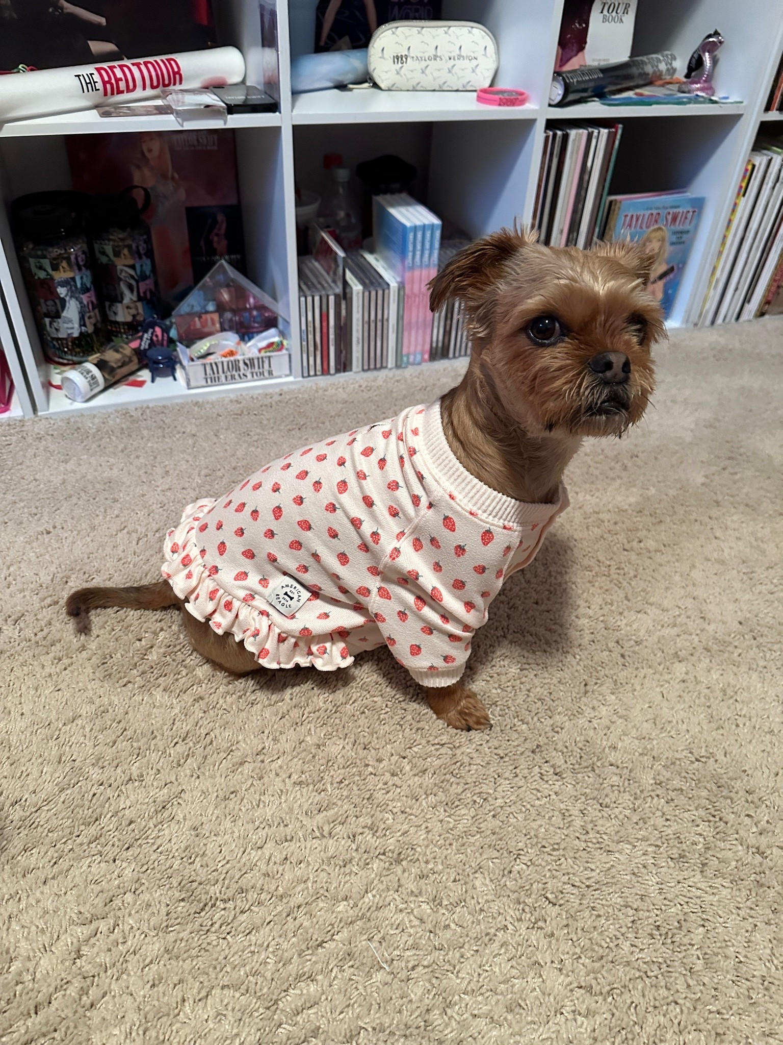 Strawberry pajamas for dogs from American Eagle 🍓🐾 Wearing a size XS!

#LTKdayinmylife #LTKSaleAlert #LTKU