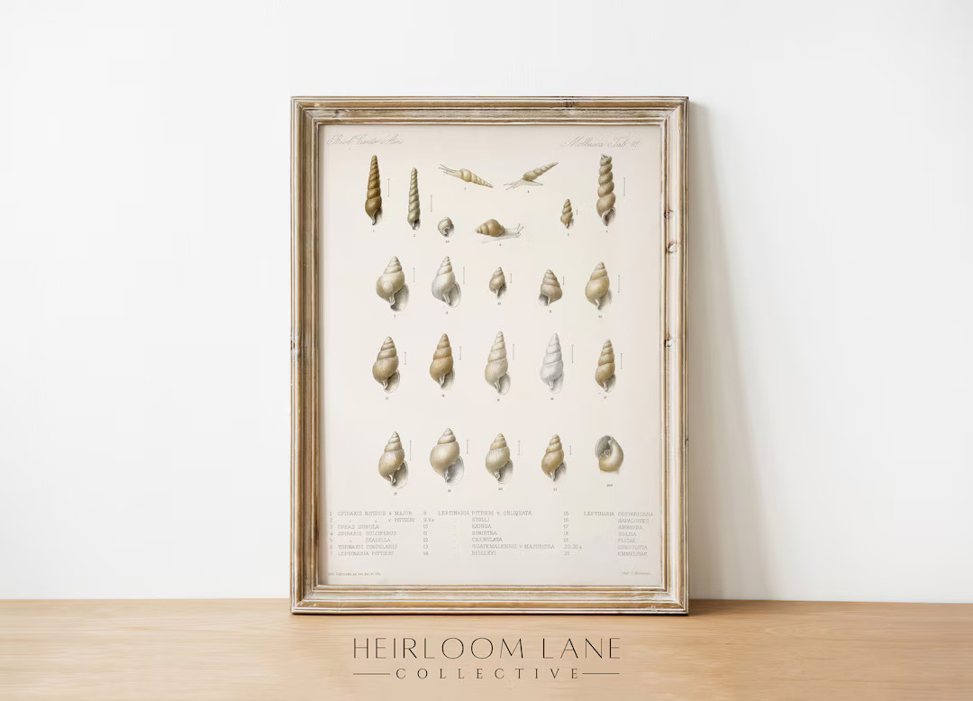 Vintage Seashell Sketch Art Print: Snail Shell Drawing (Digital Download) | Etsy (US)