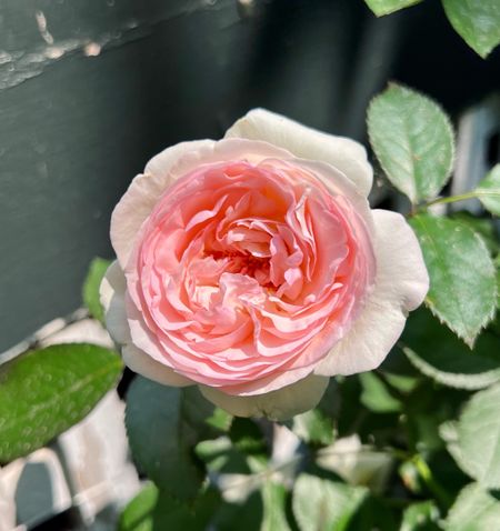 Eden climbing rose 🌹 #roses #flowers 

#LTKhome