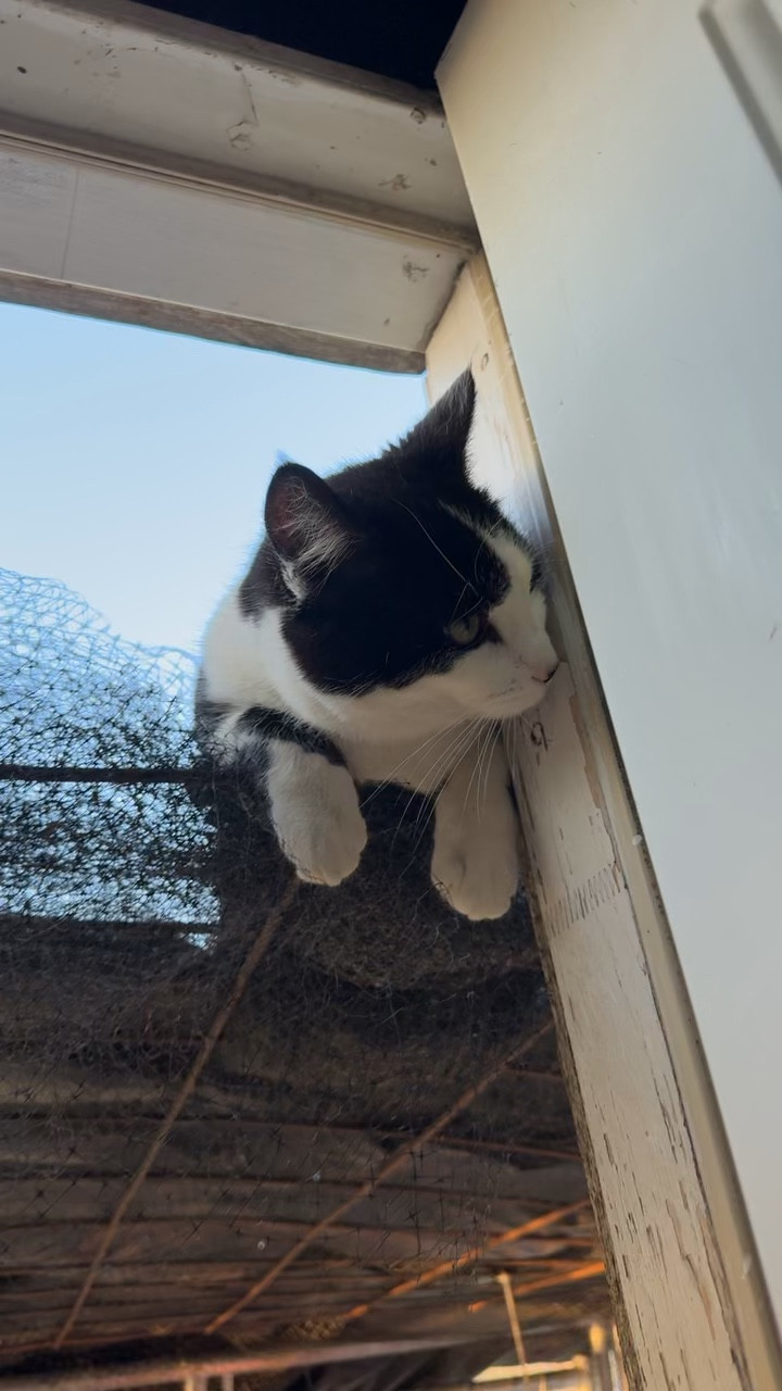 Kitty in the coop #animals 

#LTKvlog #LTKdayinmylife