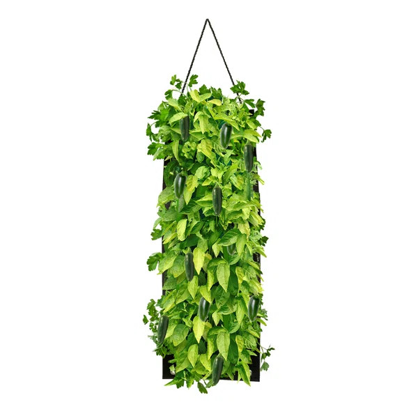 Organic Hanging Jalapeno Pepper Growing Kit | Wayfair North America