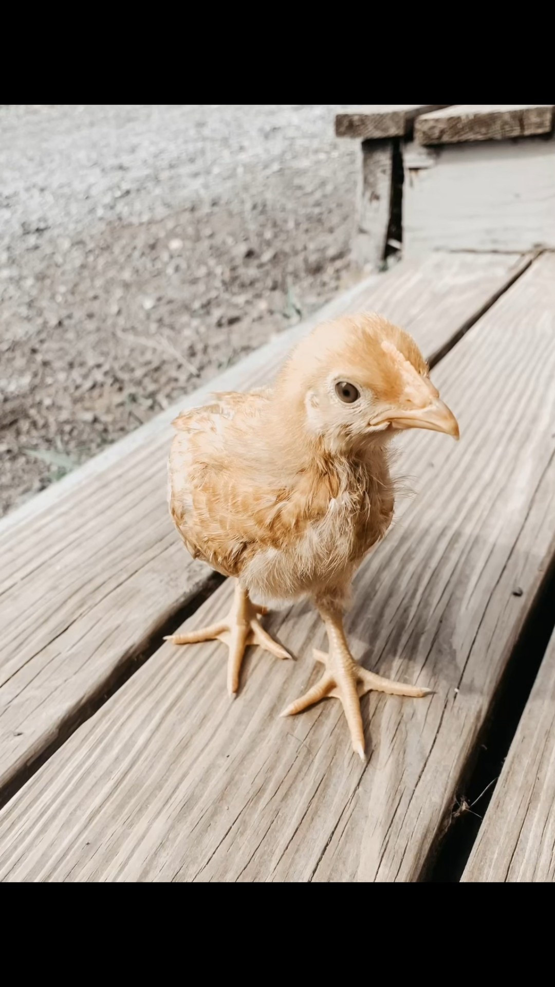 Raising baby chicks into backyard chickens is so fun and rewarding. Check out some of my favorite satisfying moments from this process last season 🫶🏼 

Homestead 
Farmhouse 

#LTKFamily #LTKSeasonal #LTKHome
