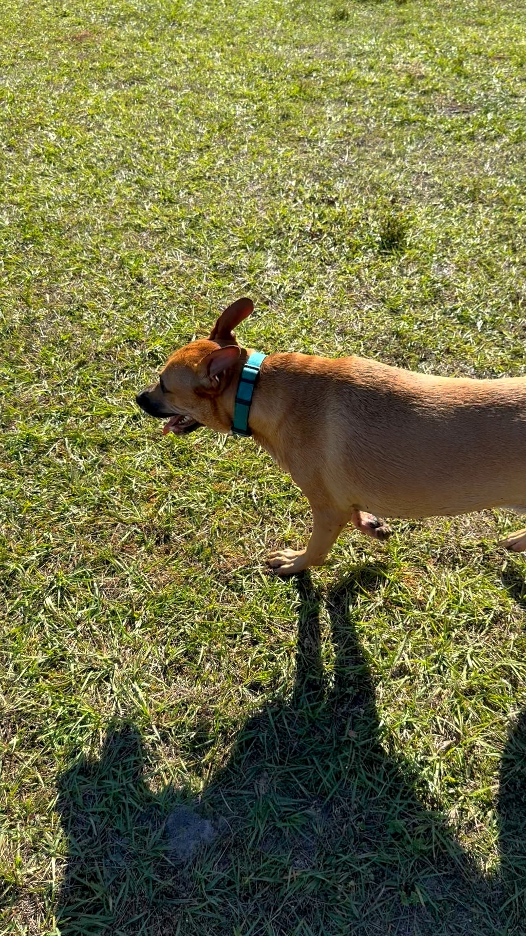 Our stage 5 clinger and our social butterfly🤣🐾🦴

#LTKPets