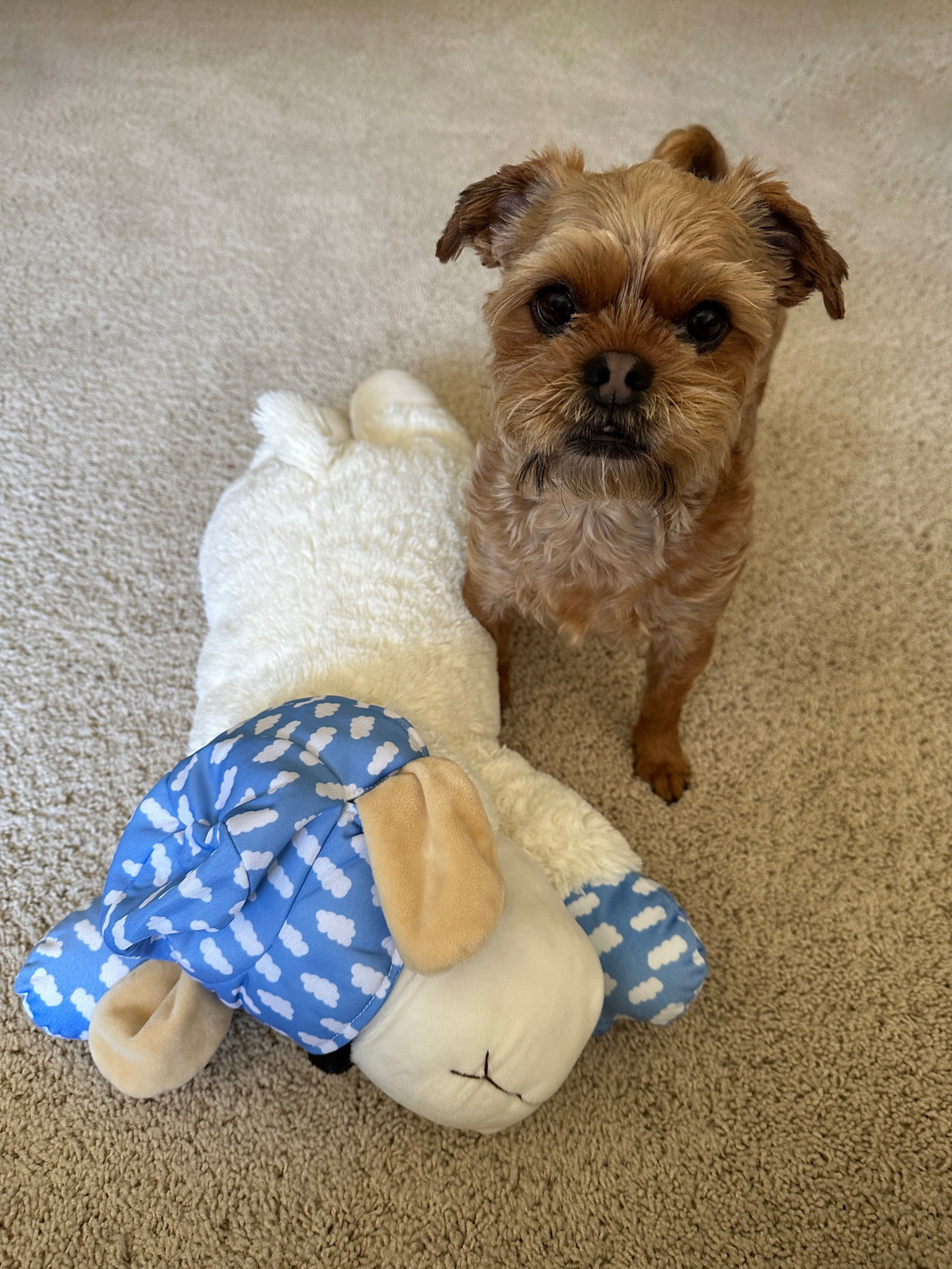 Jumbo bucket hat lamb chop dog toy from Target ☁️🐾

#LTKdayinmylife #LTKHome #LTKMothersDay