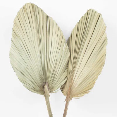 Dried Palm Spears, Natural Wedding Home Décor, 12-16", Set Of 12 | Wayfair North America