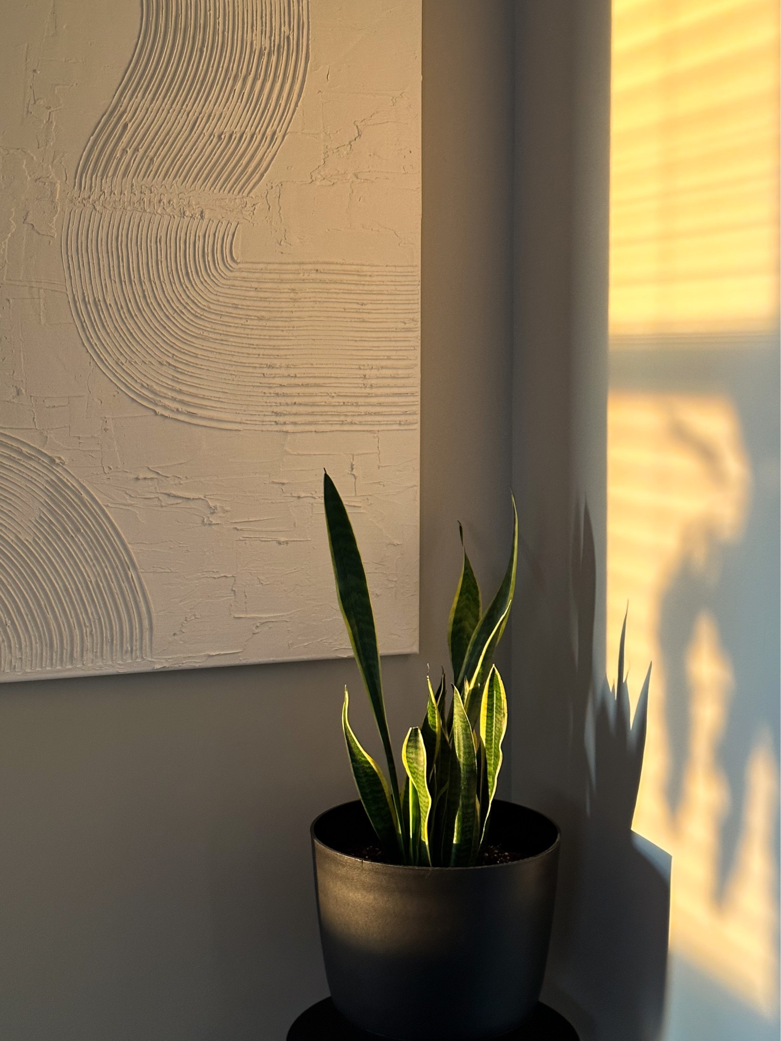 Morning sun on our snake plant ❤️ 

Also, if you want spackle wall art, make it yourself!!! Go buy a canvas from hobby lobby and some spackle - it’s SO easy! 

#LTKhome