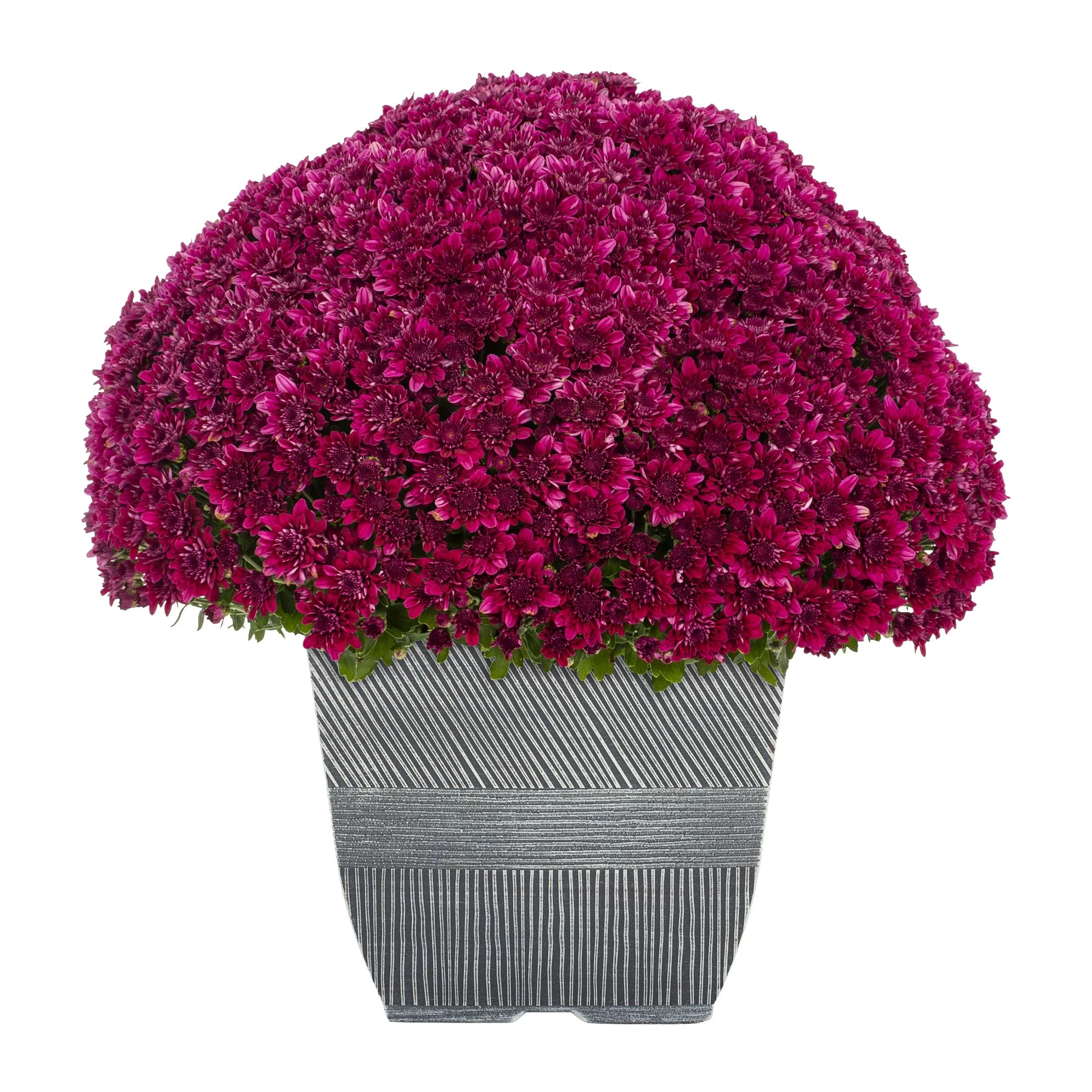 Better Homes & Gardens 1G Purple Mum (1-Pack) Full Sun Live Plant with Square Decorative Planter | Walmart (US)